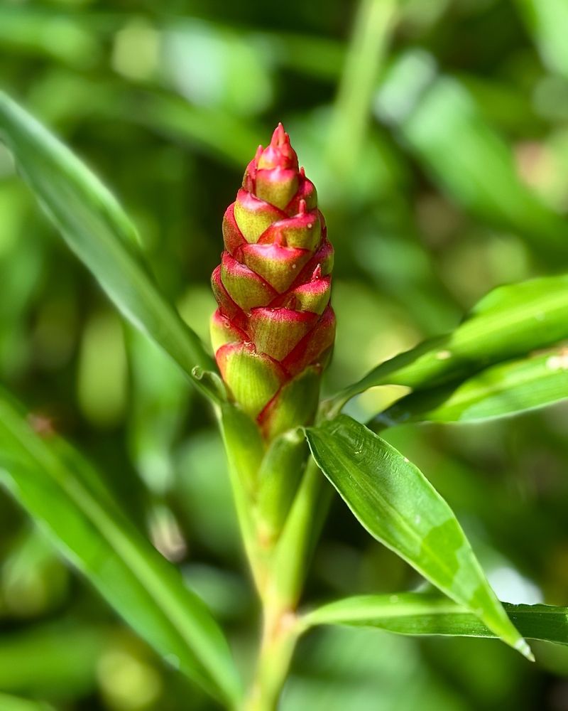 Ginger