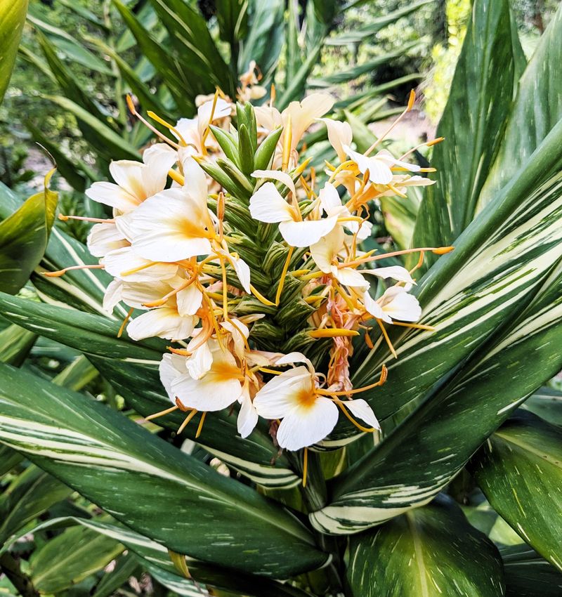 Ginger Lily