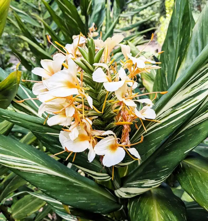 Ginger Lily