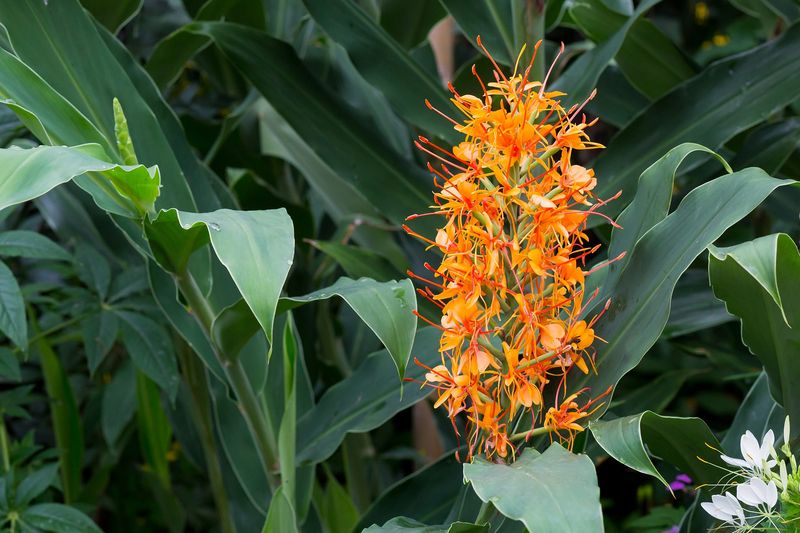 Ginger Lily