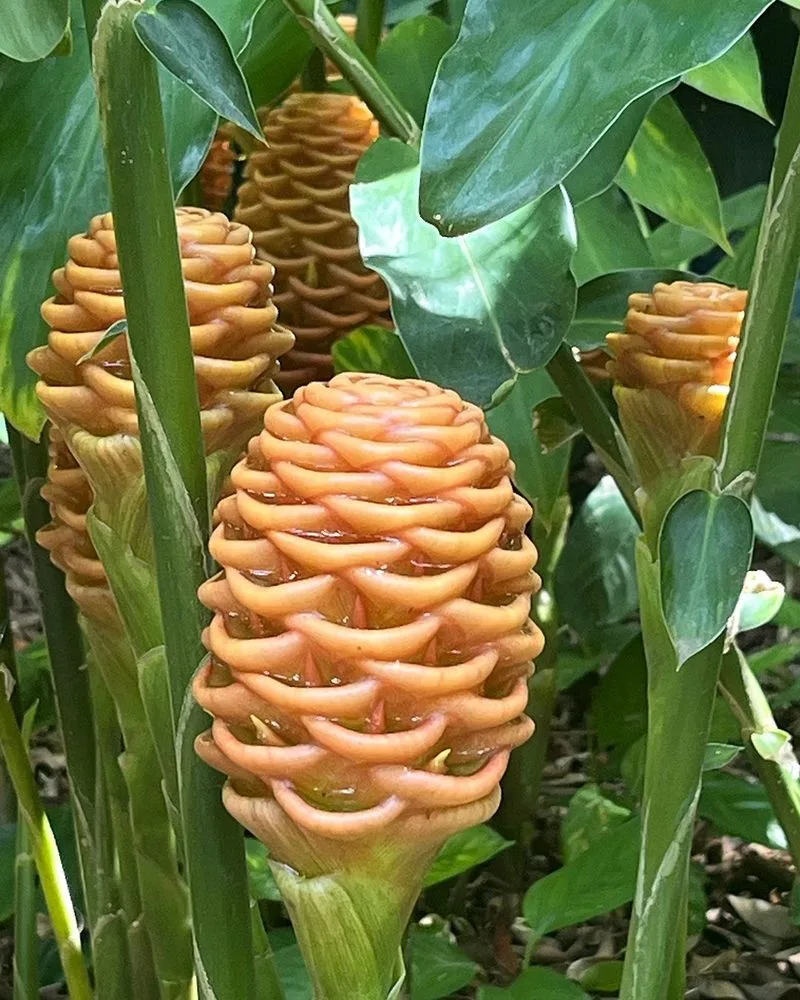 Ginger Plant