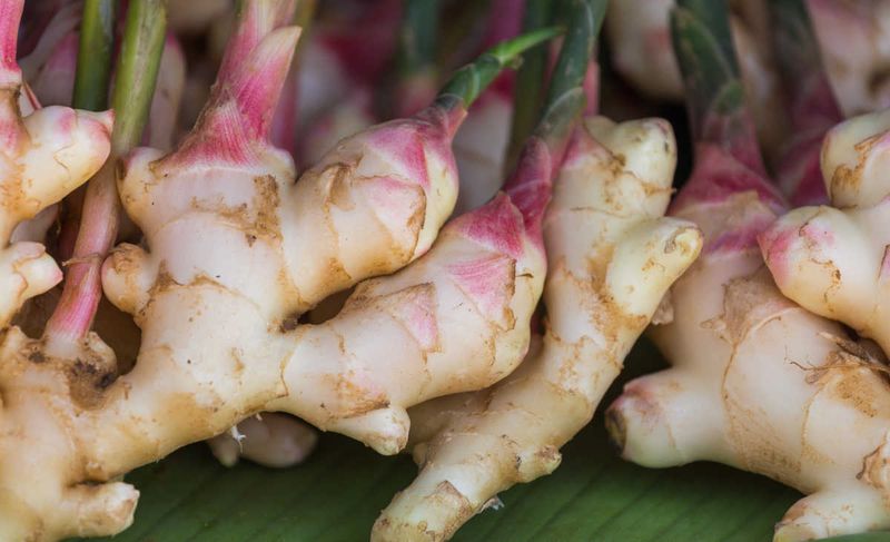 Ginger Root