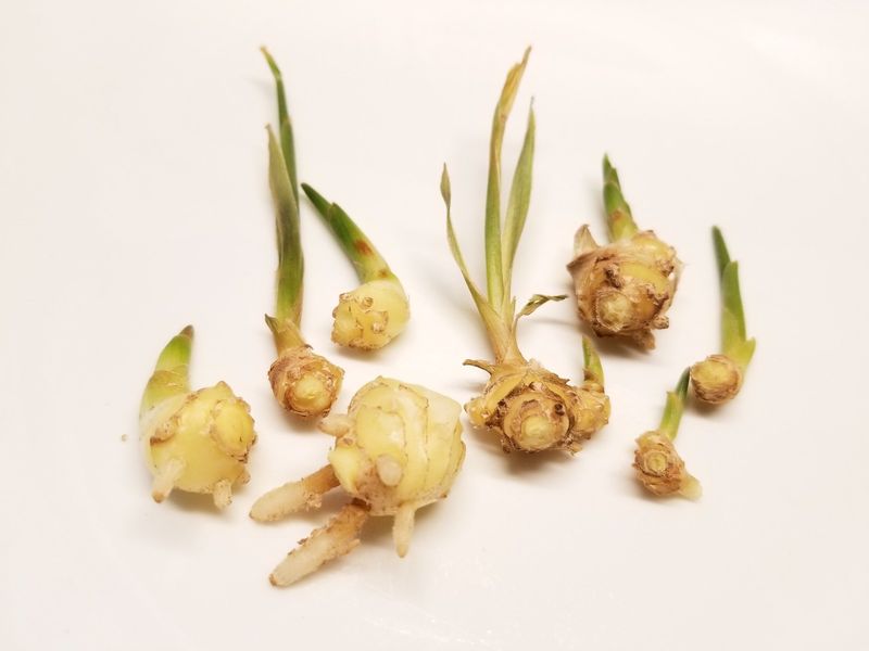 Ginger Roots