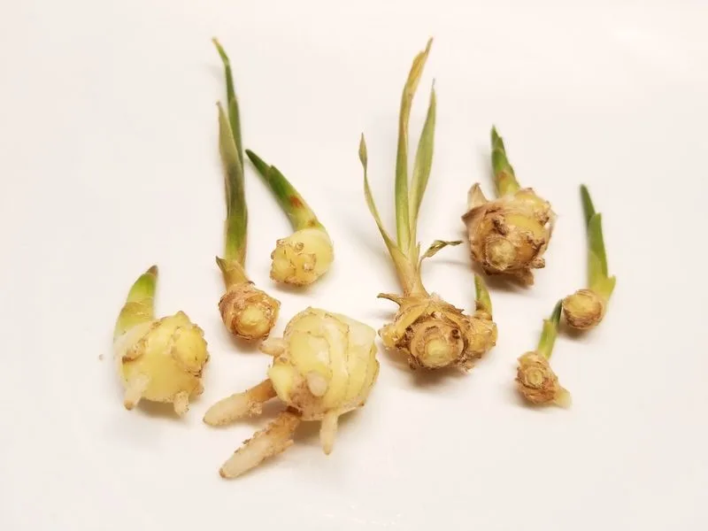 Ginger Roots