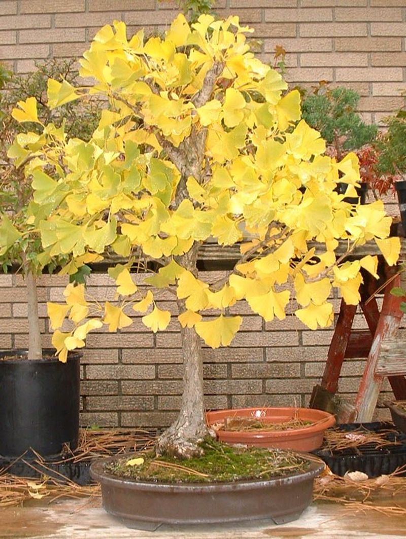 Ginkgo Biloba