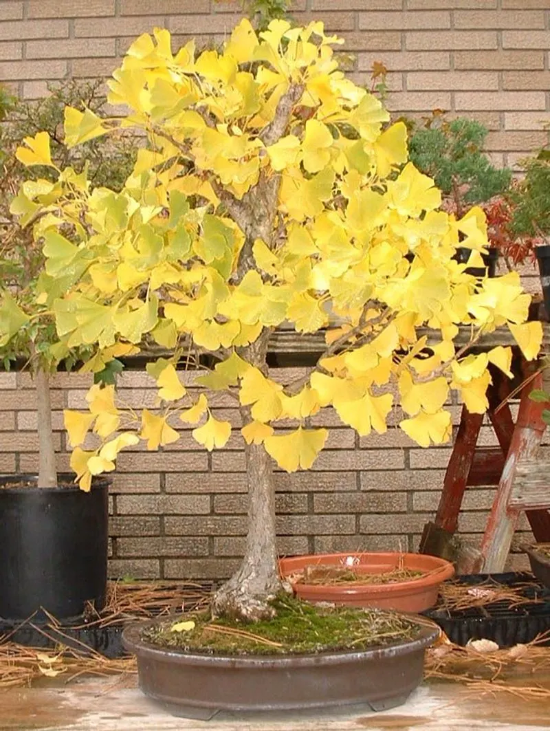 Ginkgo Biloba