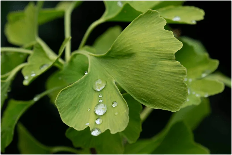 Ginkgo Biloba