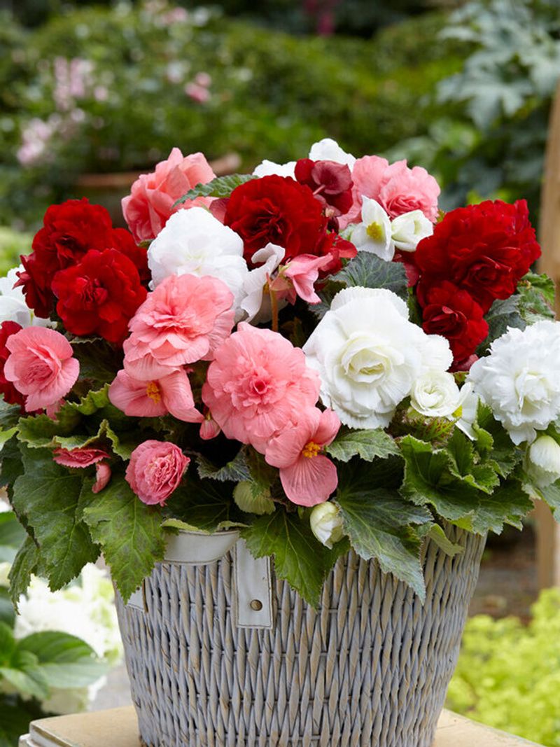 Begonia