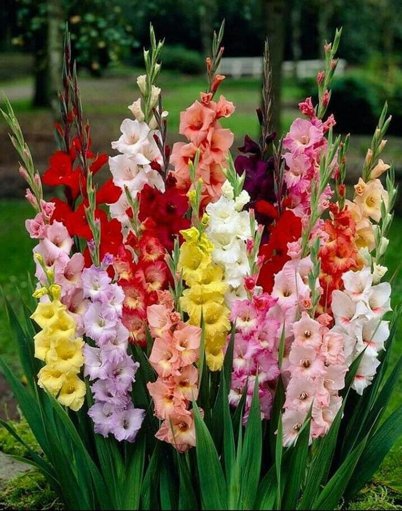 Gladiolus