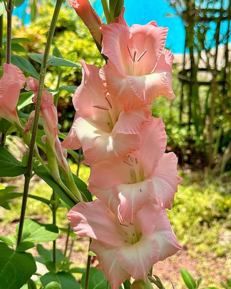 Gladiolus