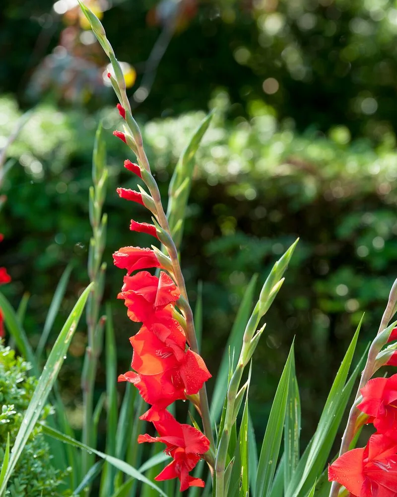 Gladiolus