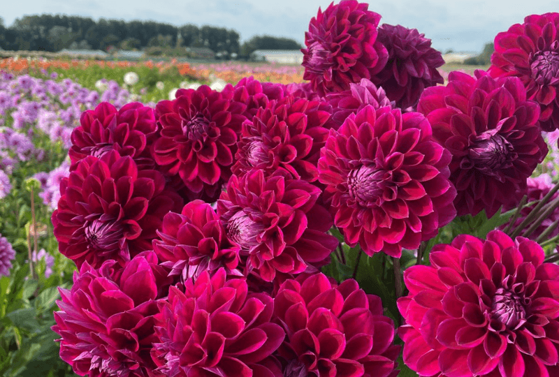 Dahlia
