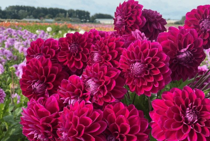 Dahlia