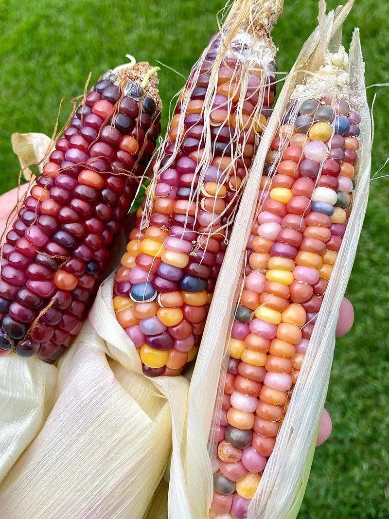 Glass Gem Corn