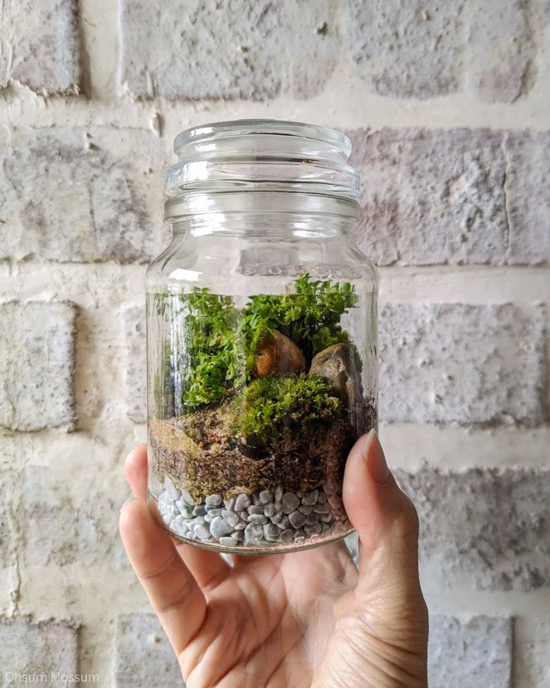 Glass Jar Terrarium