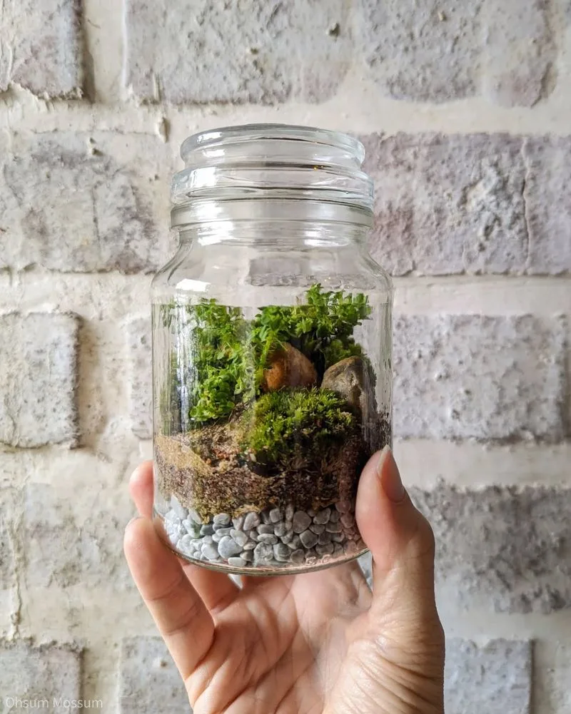 Glass Jar Terrarium