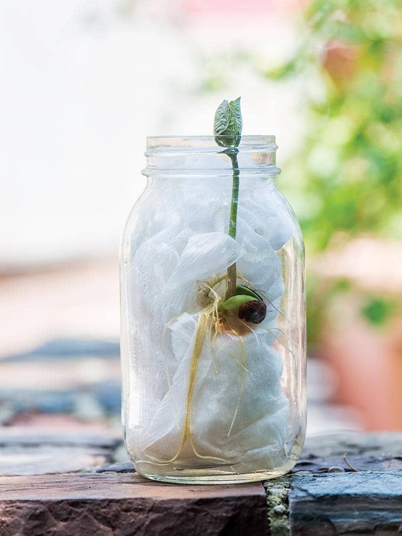 Glass Jars
