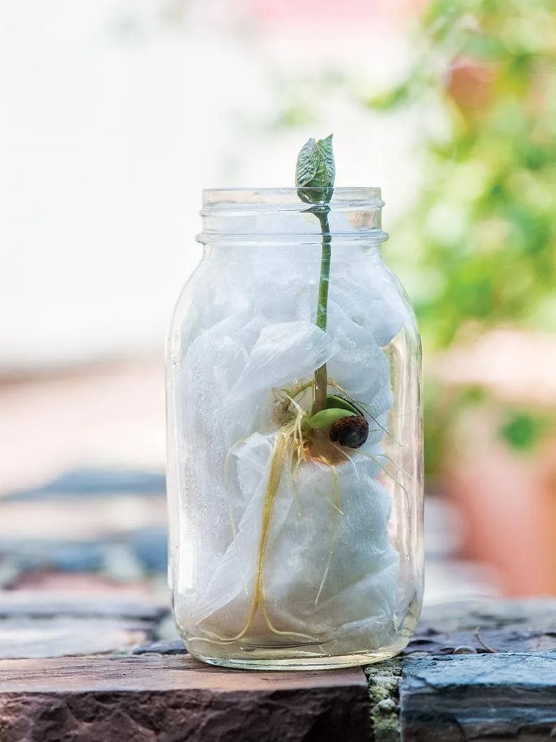 Glass Jars