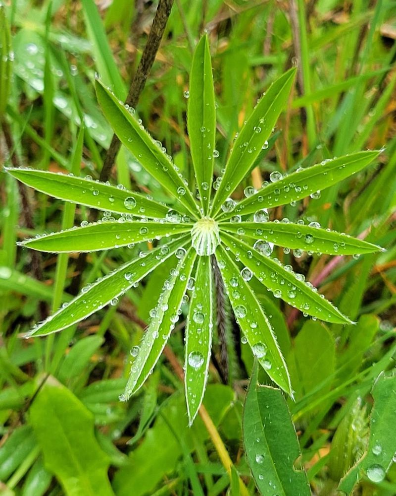 Glistening Dew Plants