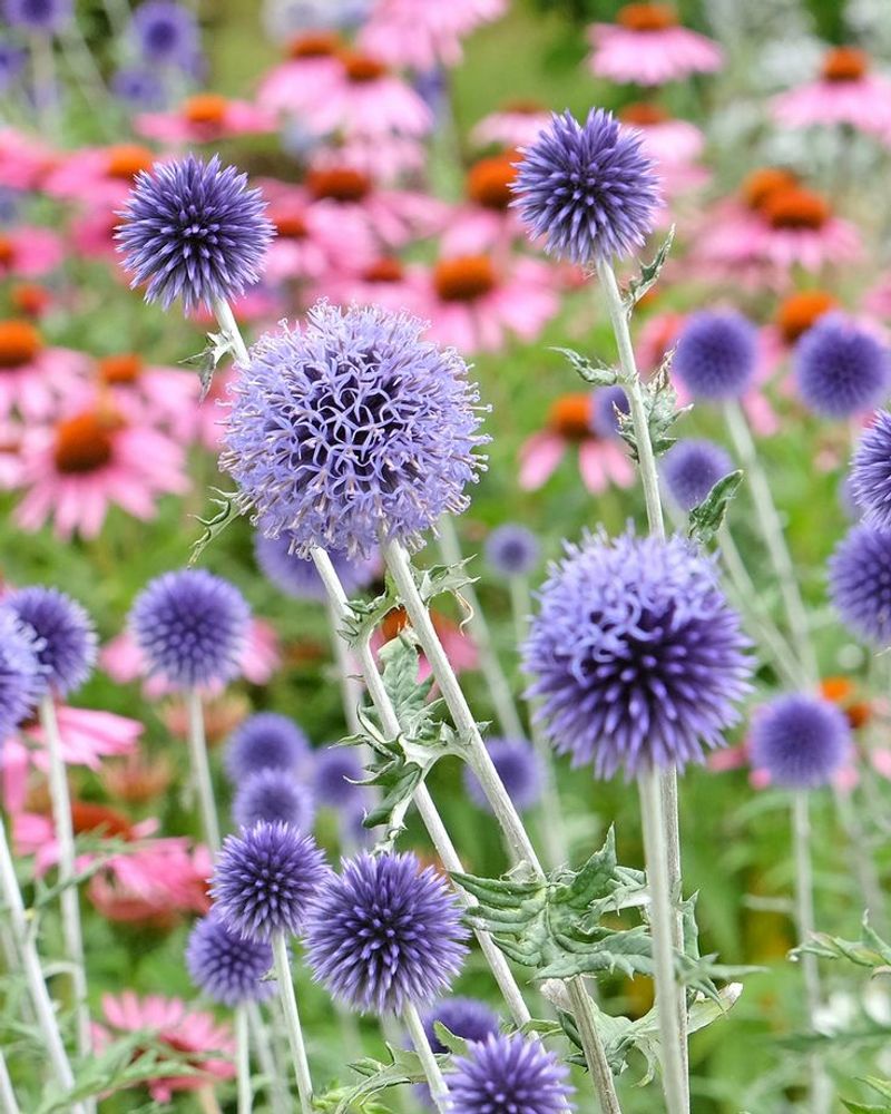Globe Thistle