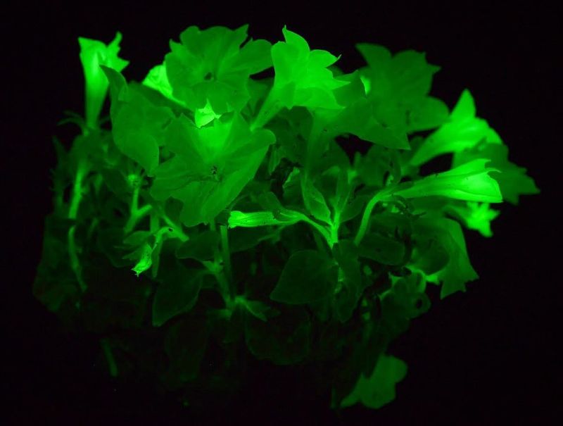 Glow-in-the-Dark Pathway Plants