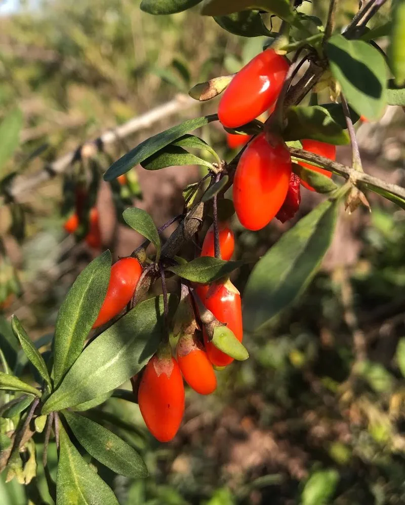 Goji Berries