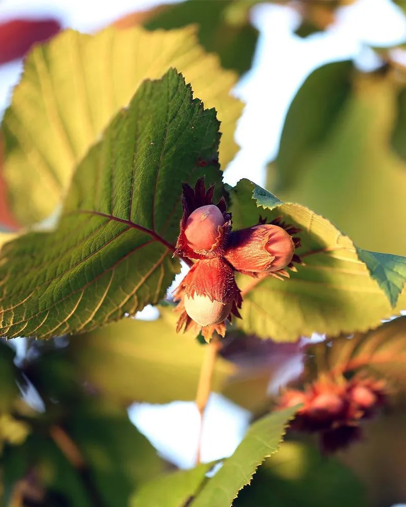 Hazelnut
