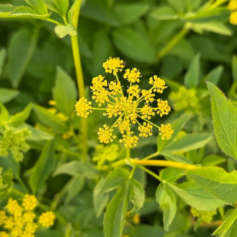 Golden Alexanders