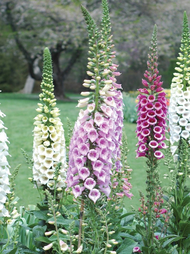 Foxglove
