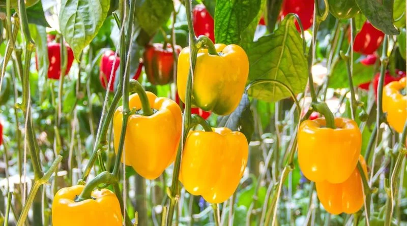 Yellow Bell Peppers