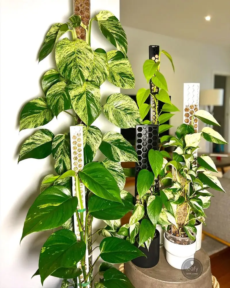 Golden Pothos