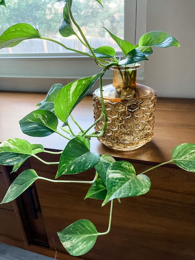 Golden Pothos
