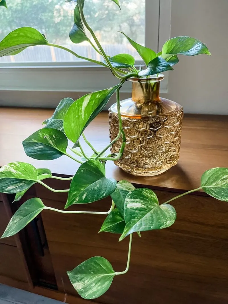 Golden Pothos