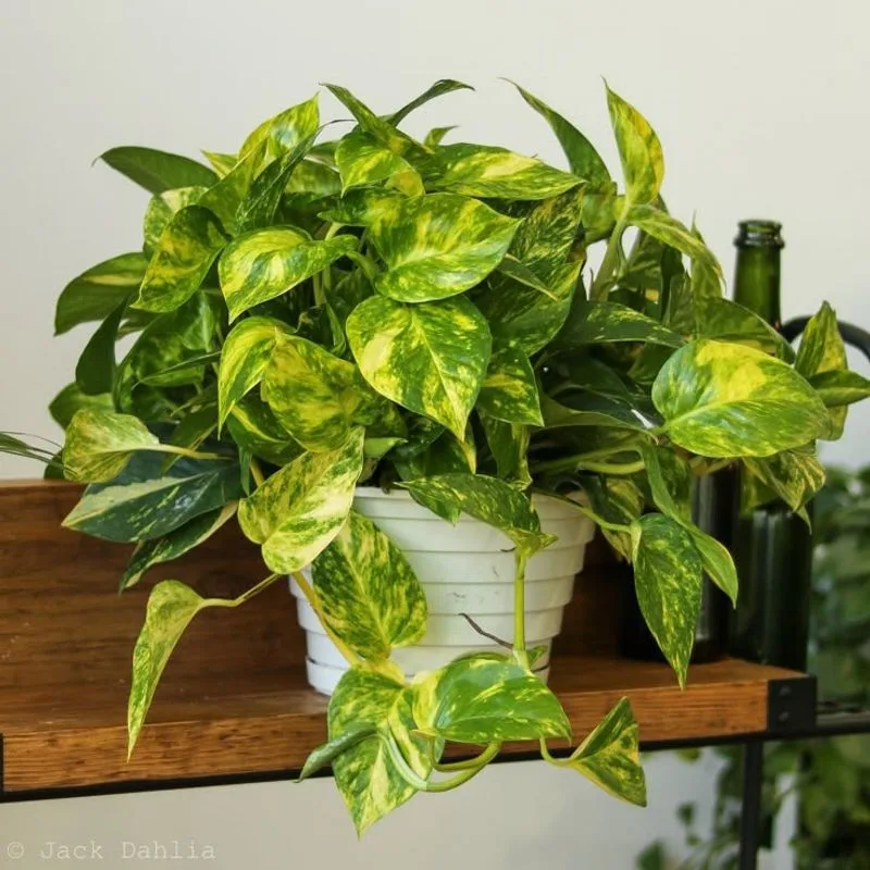 Golden Pothos