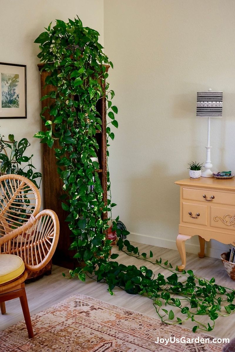 Golden Pothos