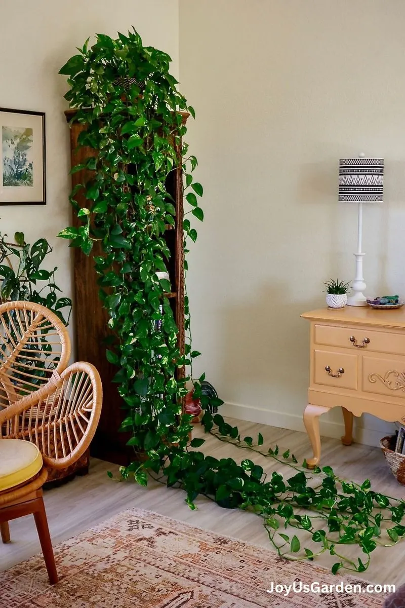 Golden Pothos