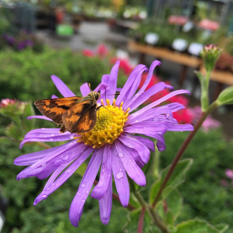 Aster
