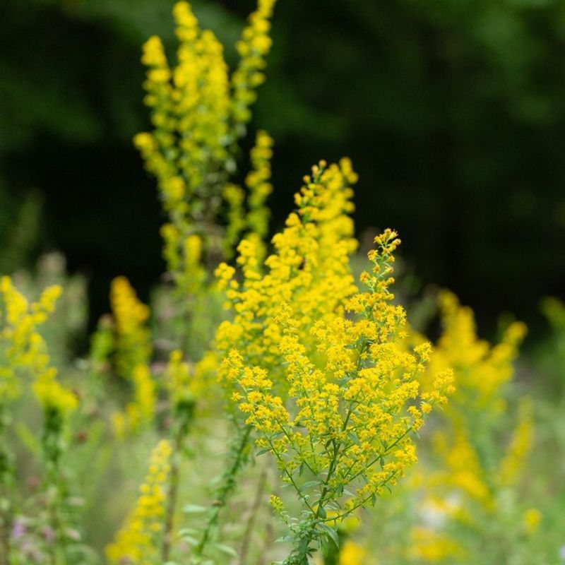 Goldenrod