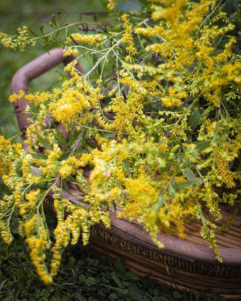 Goldenrod