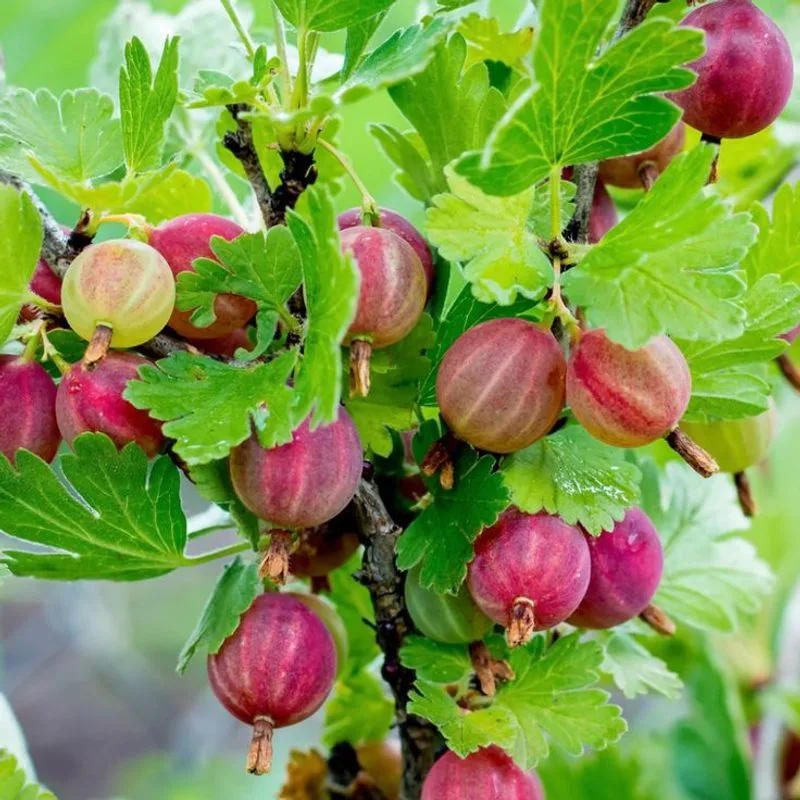 Gooseberries