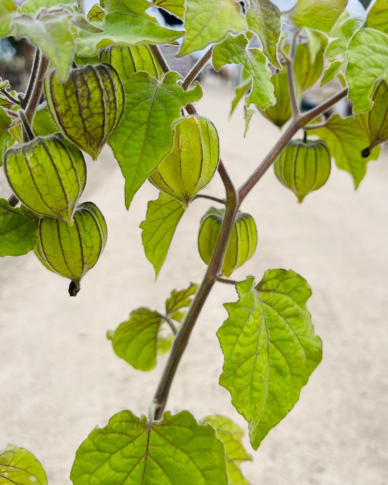 Gooseberries