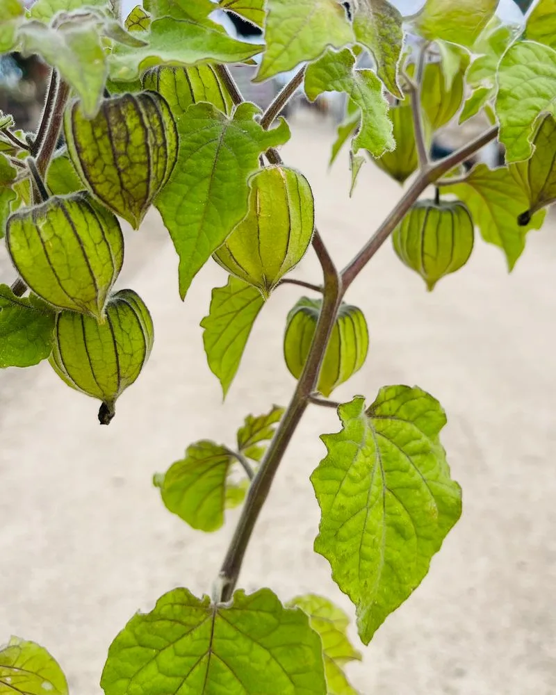 Gooseberries
