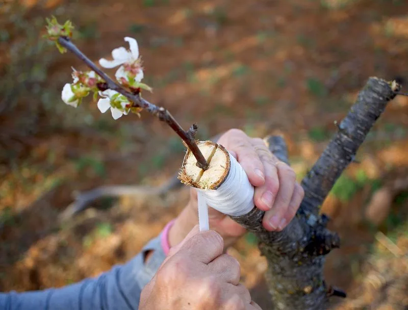 Grafting Techniques