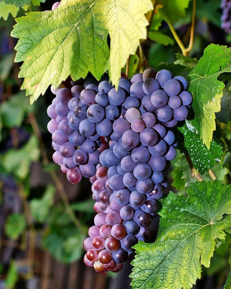 Grapes