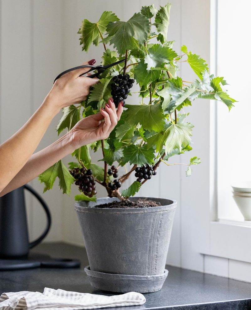 Grapes