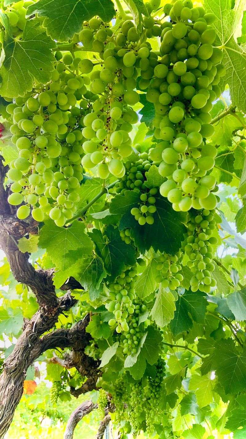 Grapes