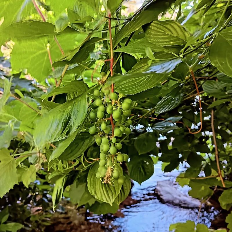 Grapevines