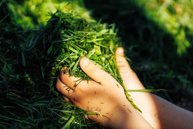 Grass Clippings