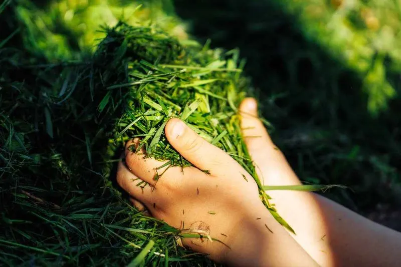 Grass Clippings