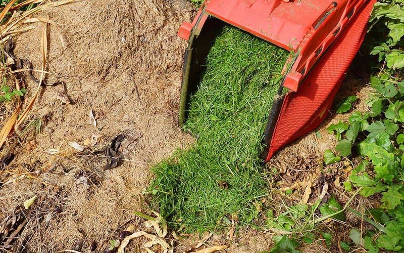 Grass Clippings as Mulch